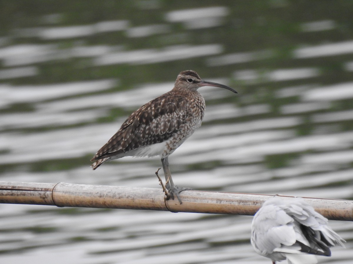 Regenbrachvogel - ML609506397