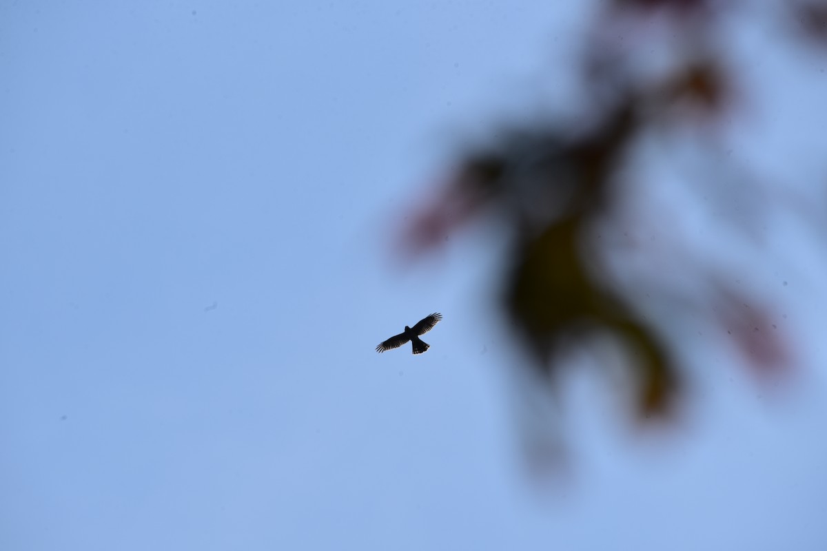 Cooper's Hawk - ML609506453