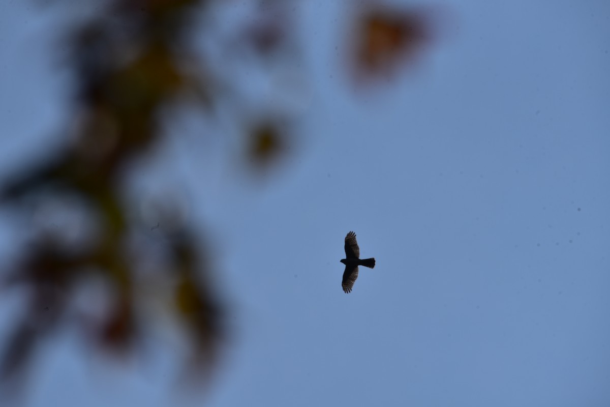 Cooper's Hawk - ML609506454