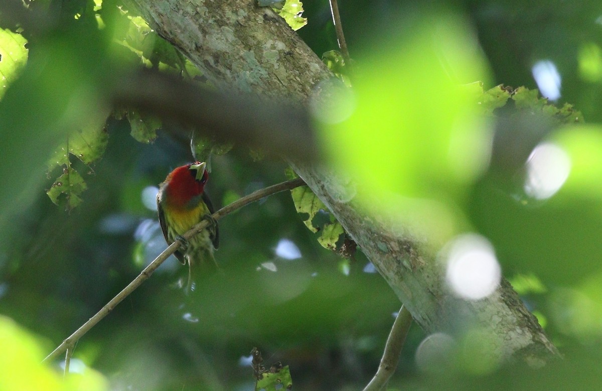 Scarlet-hooded Barbet - ML609506493