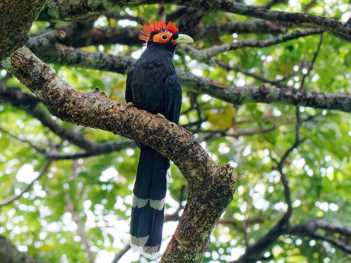 Malcoha Crestirrojo - ML609506514