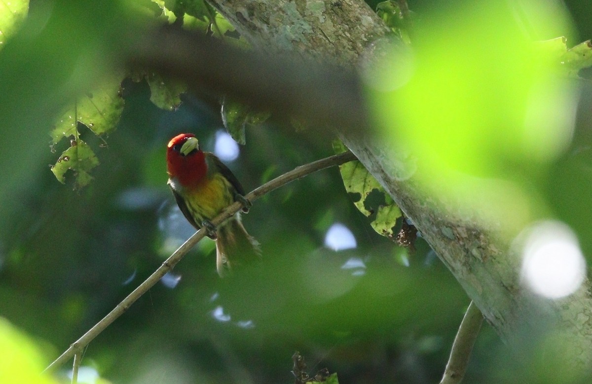 Scharlachkopf-Bartvogel - ML609506520