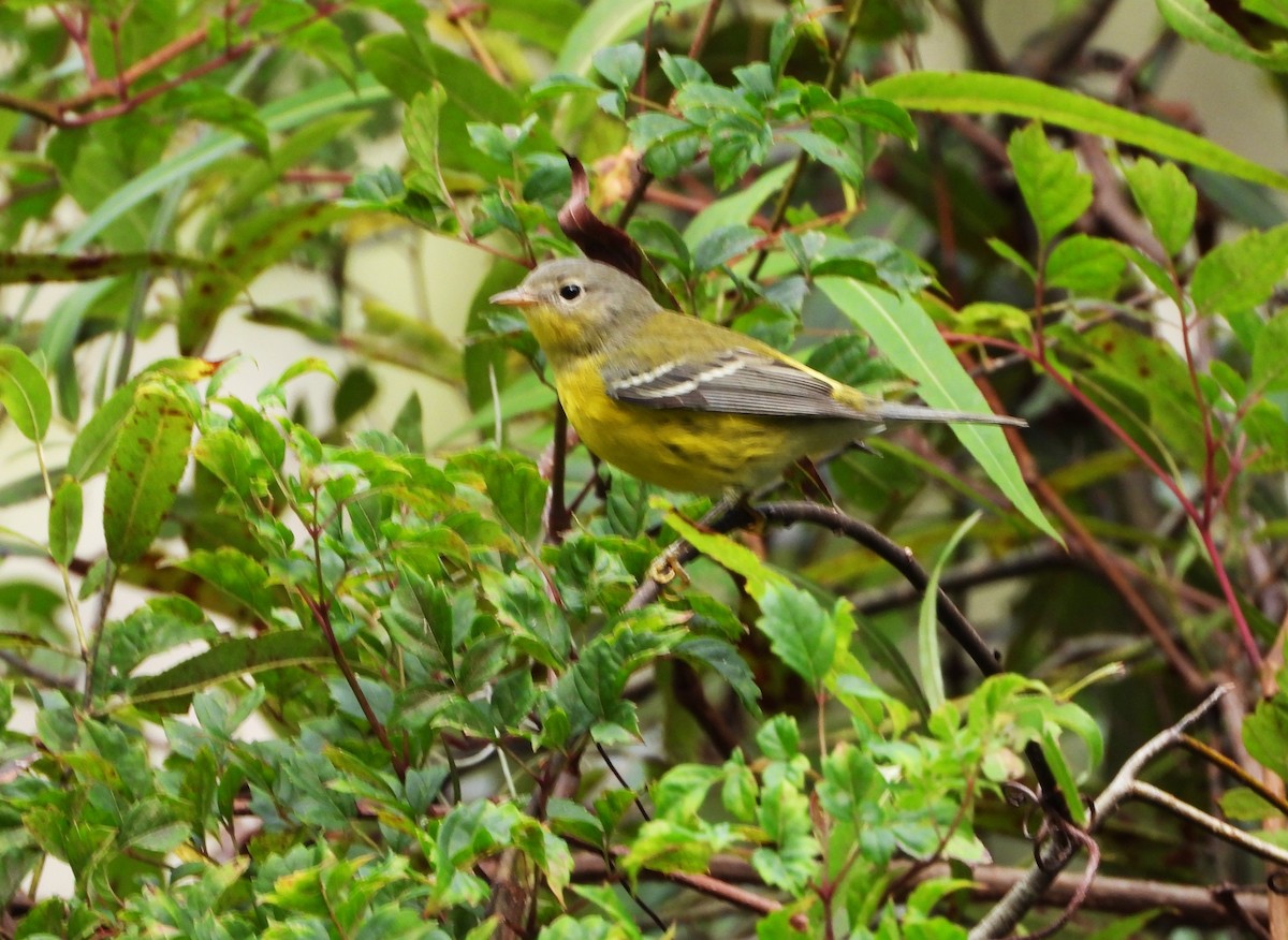 Magnolia Warbler - ML609506527