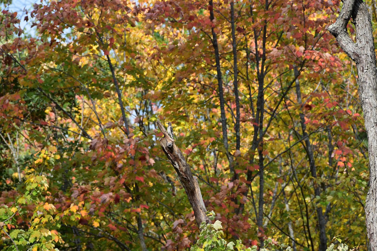 Red-headed Woodpecker - ML609506548