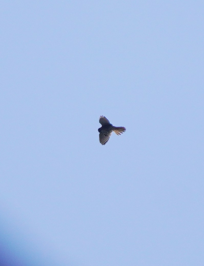 American Kestrel - Prashant A