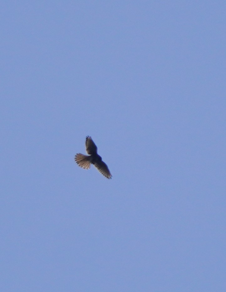 American Kestrel - Prashant A