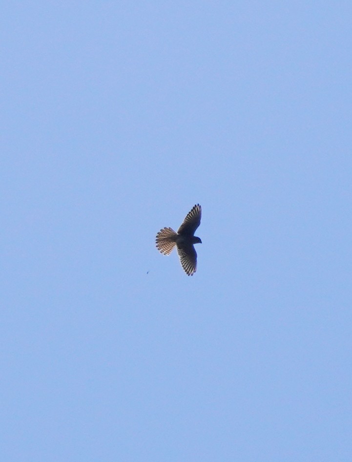 American Kestrel - Prashant A