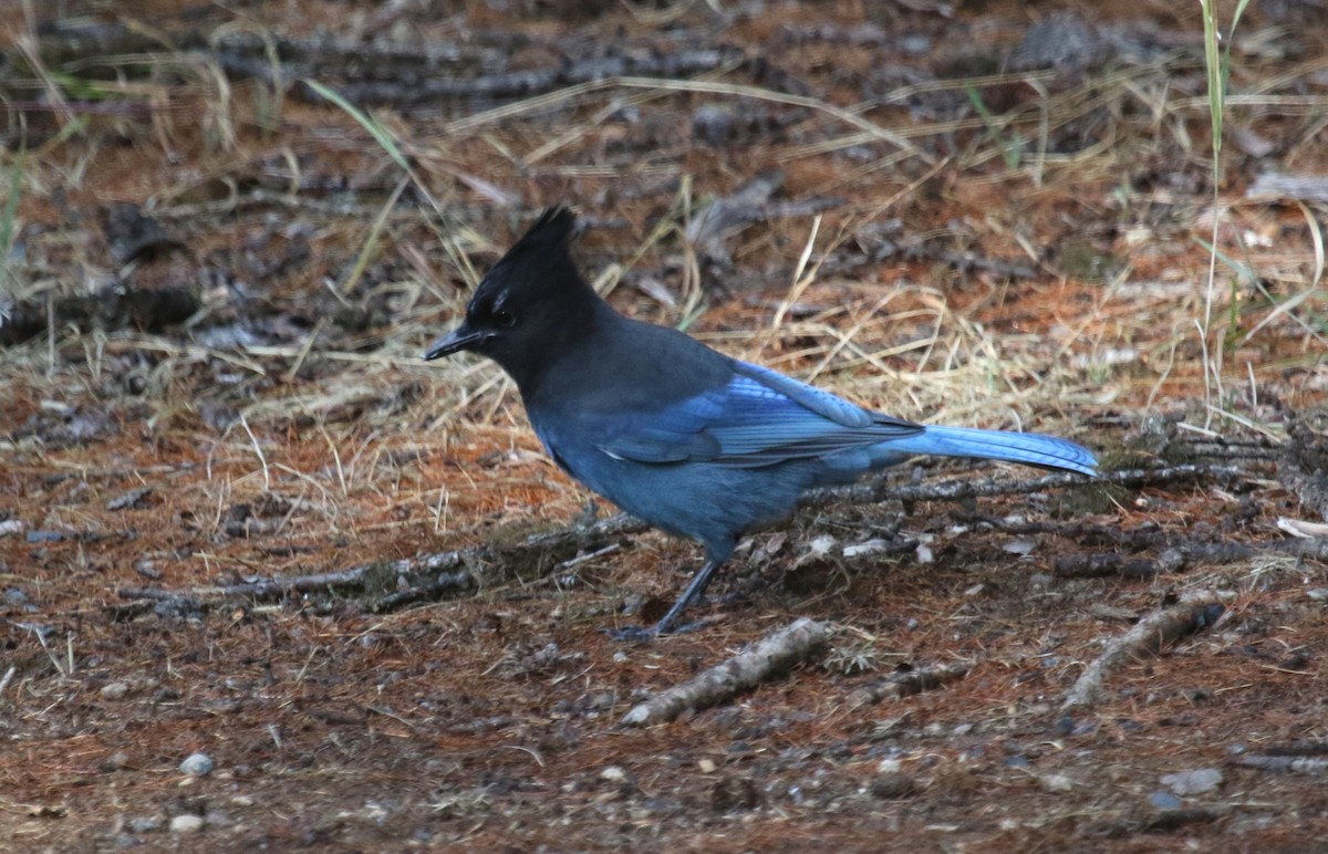 Steller's Jay - ML609506585