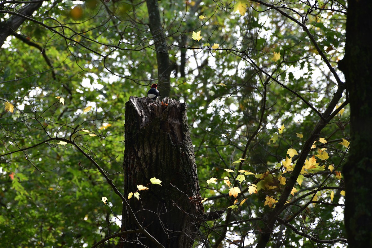 Red-headed Woodpecker - ML609506698