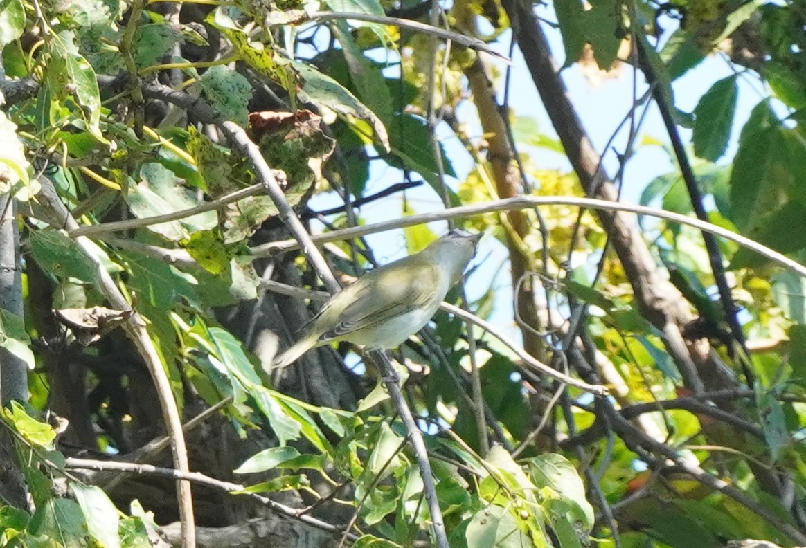 Red-eyed Vireo - Prashant A