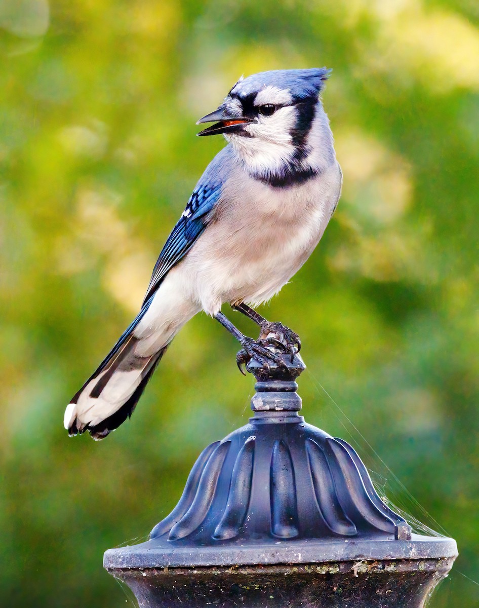 Blue Jay - ML609506770