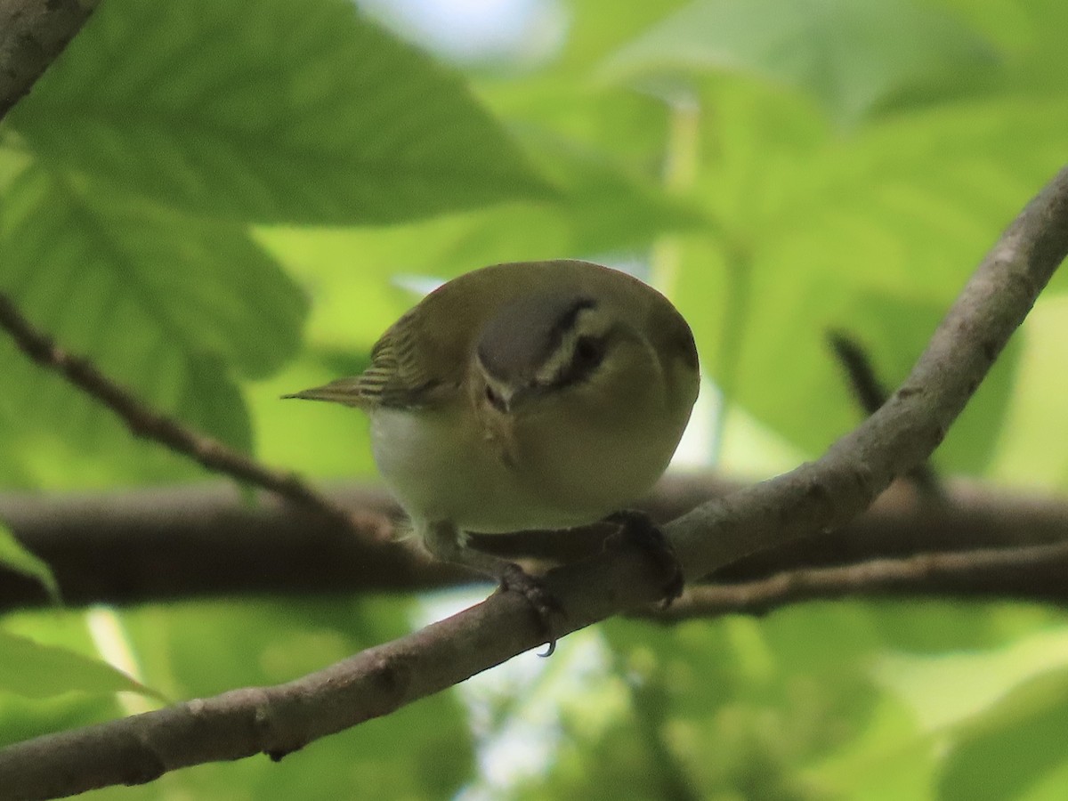 rødøyevireo - ML609506831