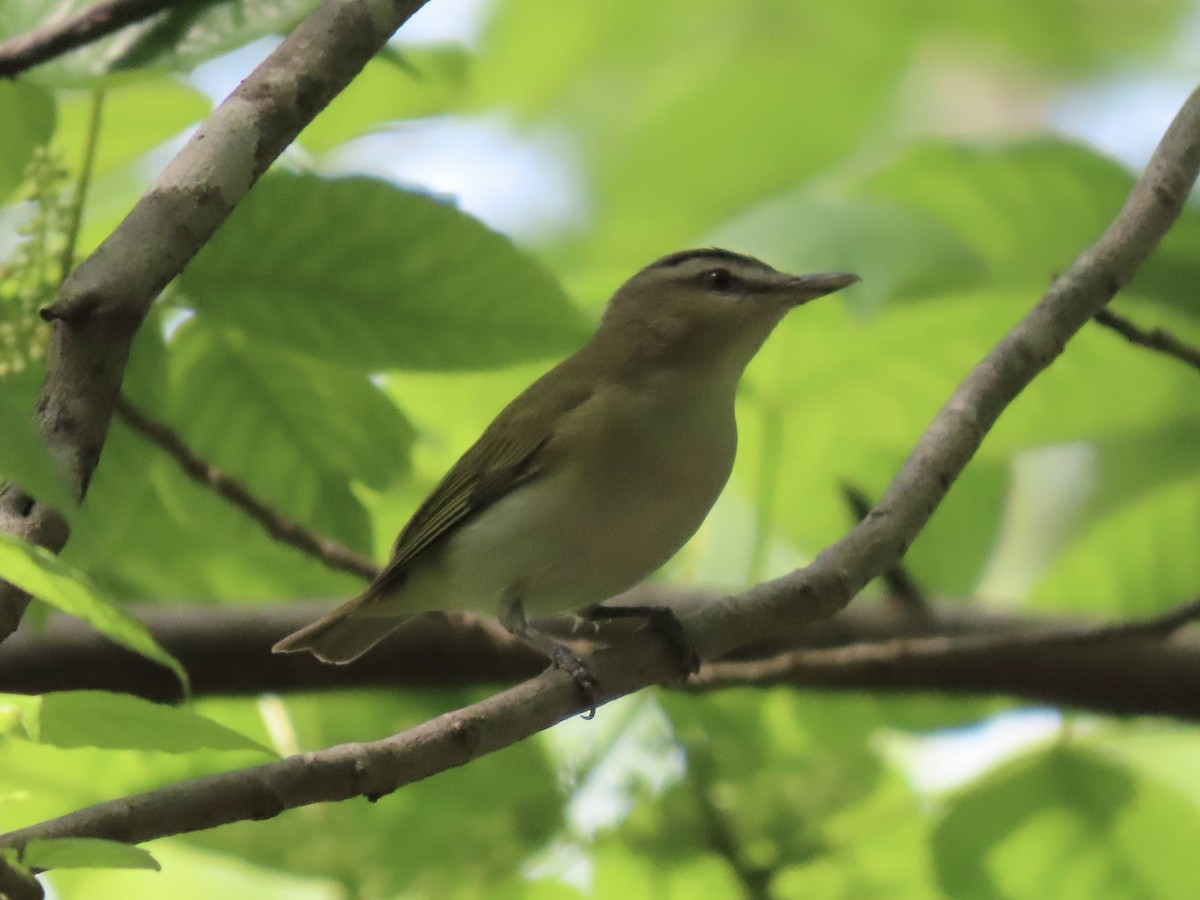 Red-eyed Vireo - ML609506836