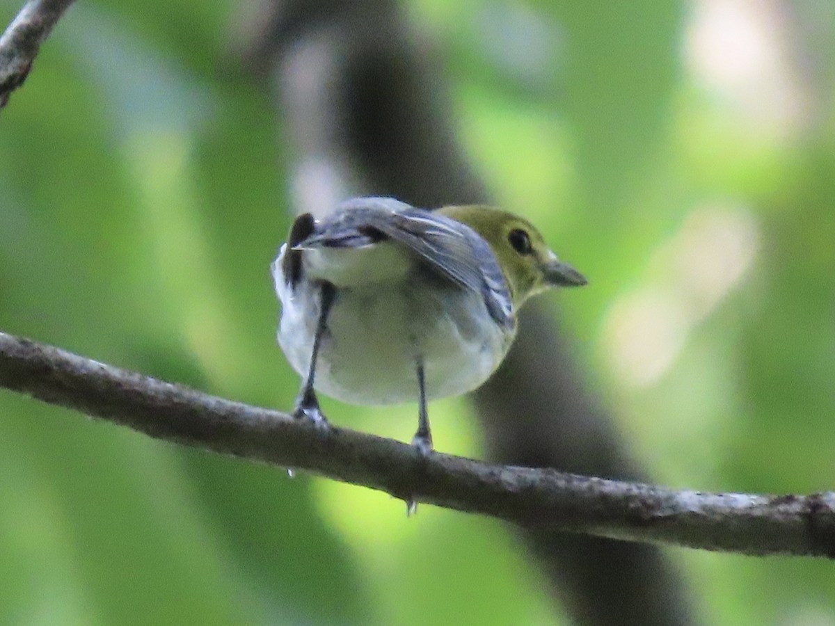 Yellow-throated Vireo - Tim Carney