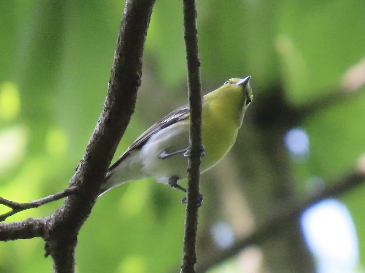 Vireo Gorjiamarillo - ML609506843