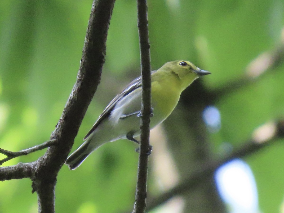 Yellow-throated Vireo - Tim Carney