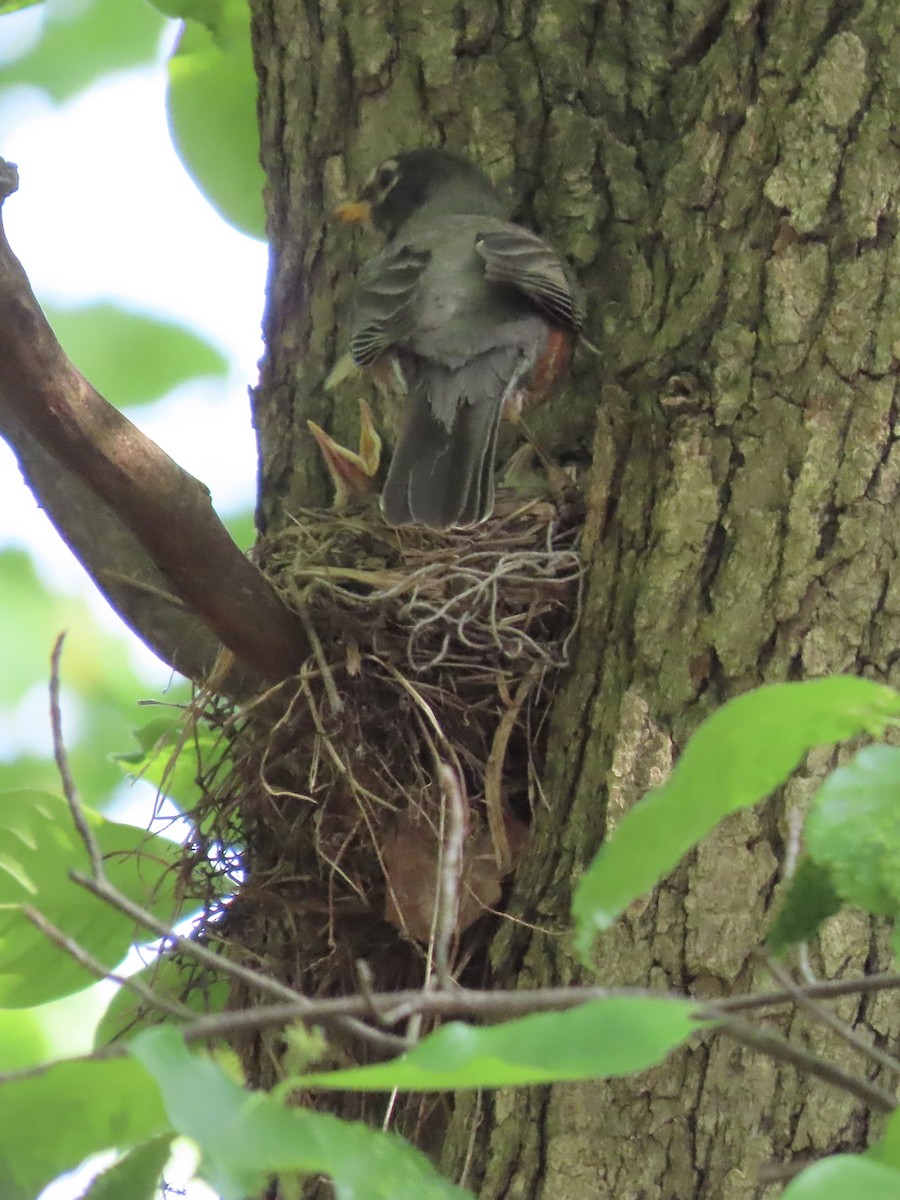 American Robin - ML609506851