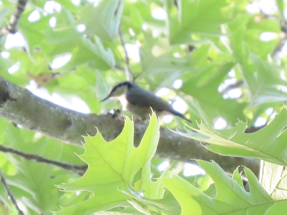 Red-breasted Nuthatch - ML609506856