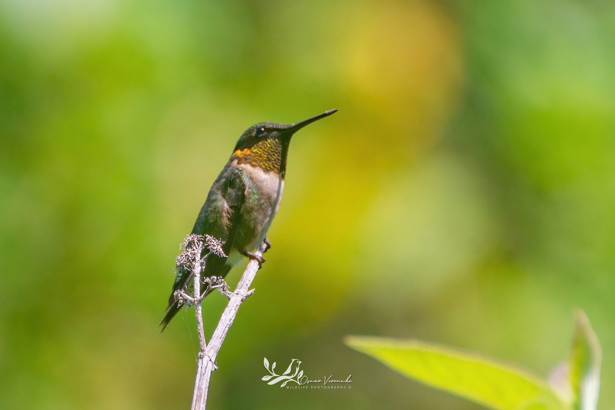 Ruby-throated Hummingbird - Óscar Vironchi