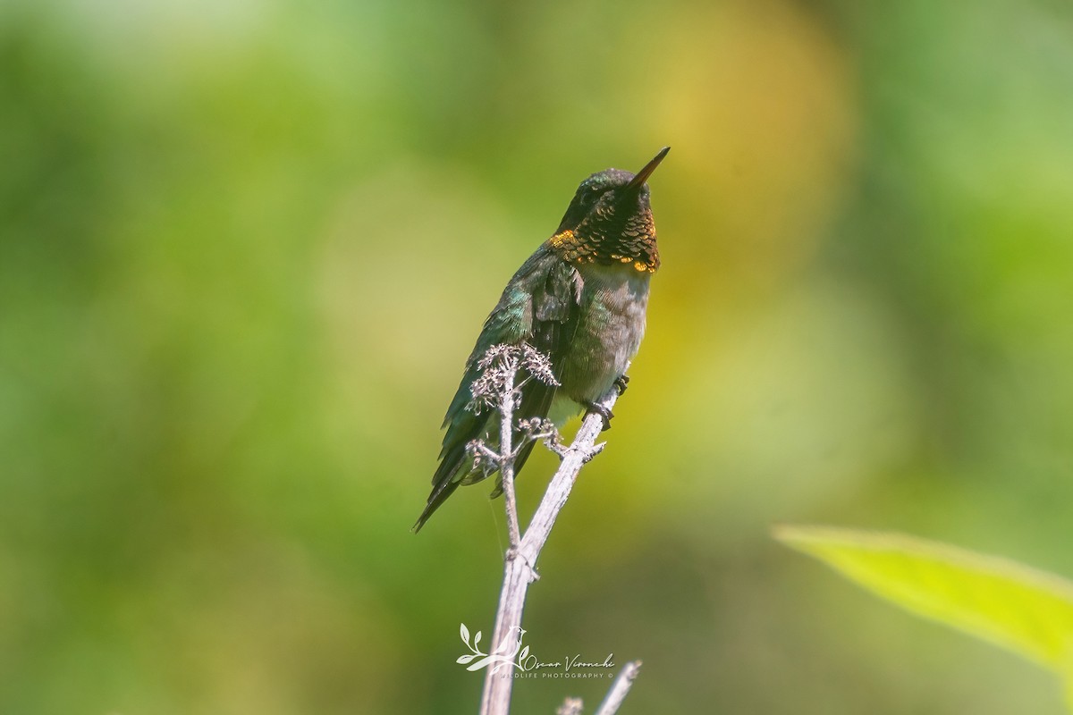 Ruby-throated Hummingbird - Óscar Vironchi