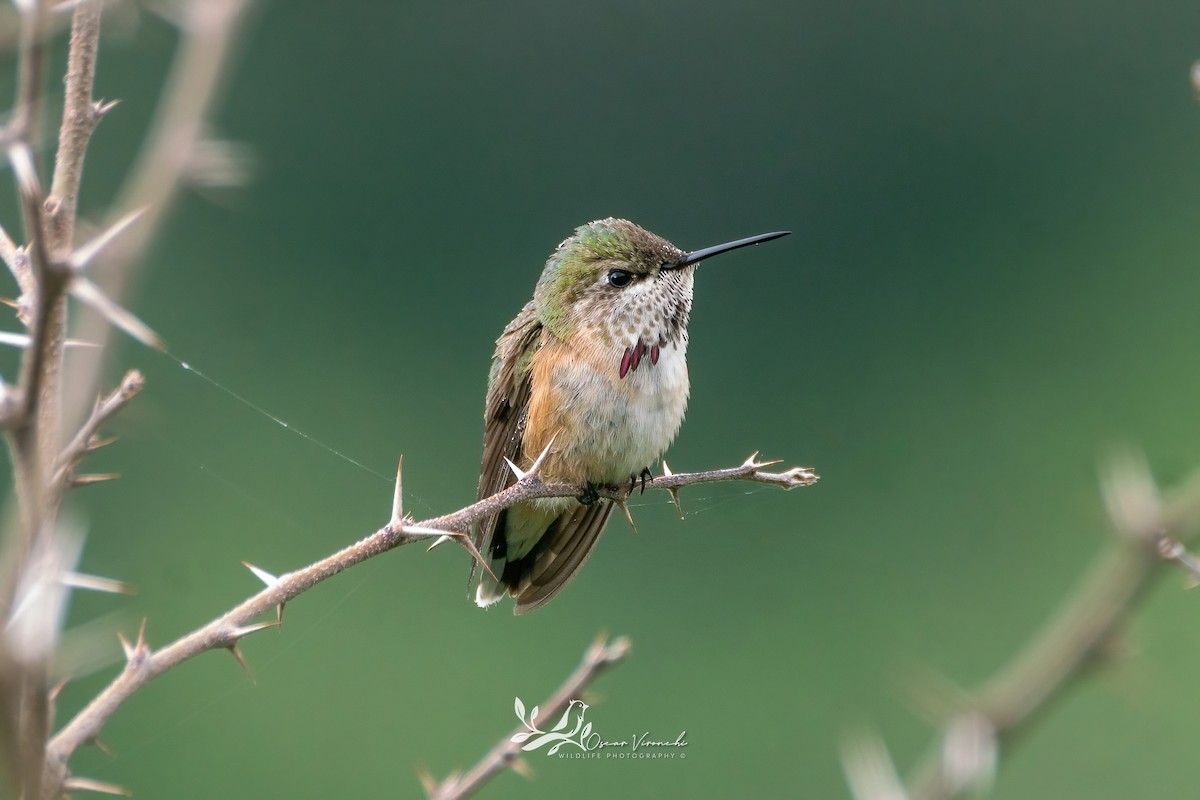 Calliope Hummingbird - Óscar Vironchi