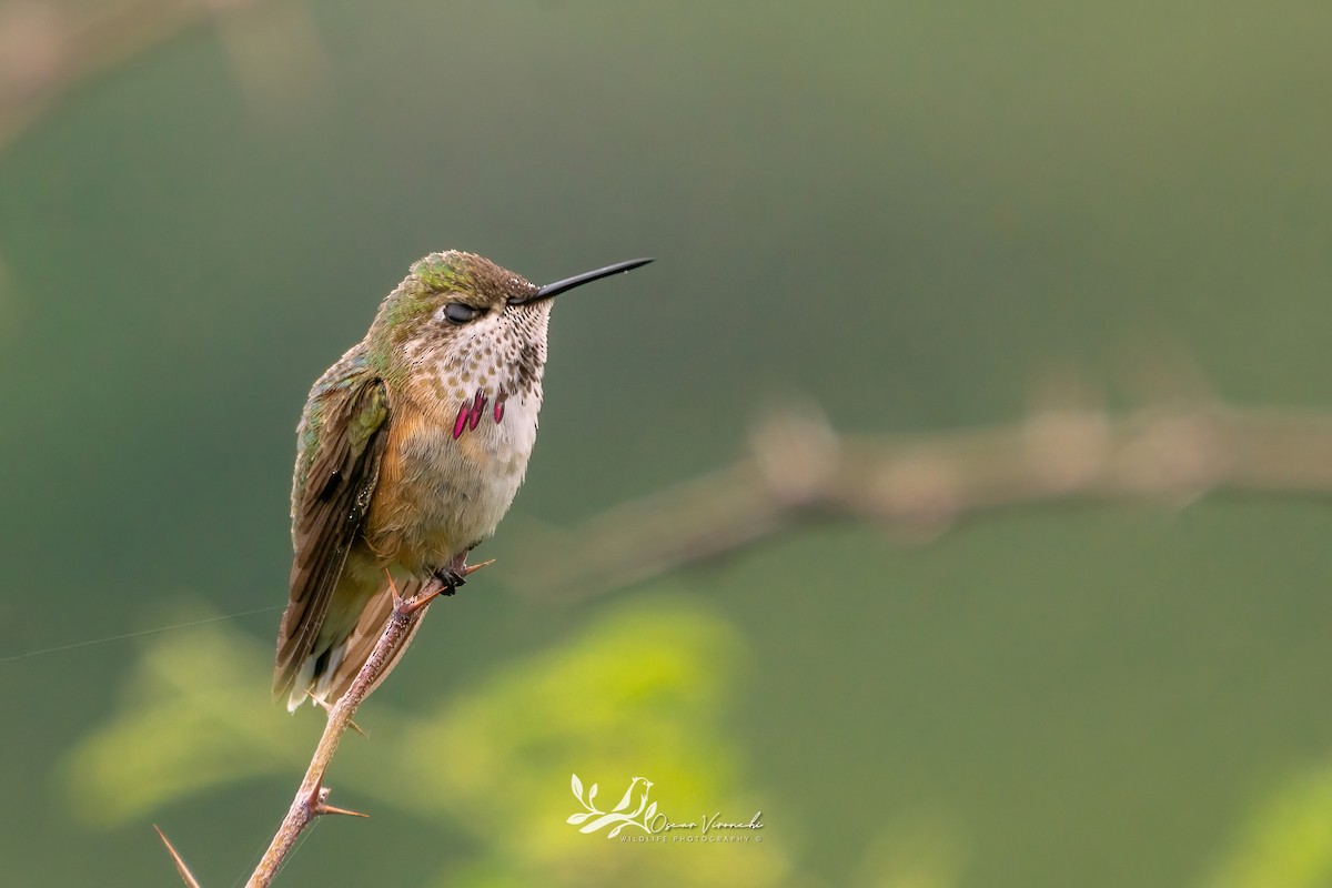 Calliope Hummingbird - Óscar Vironchi