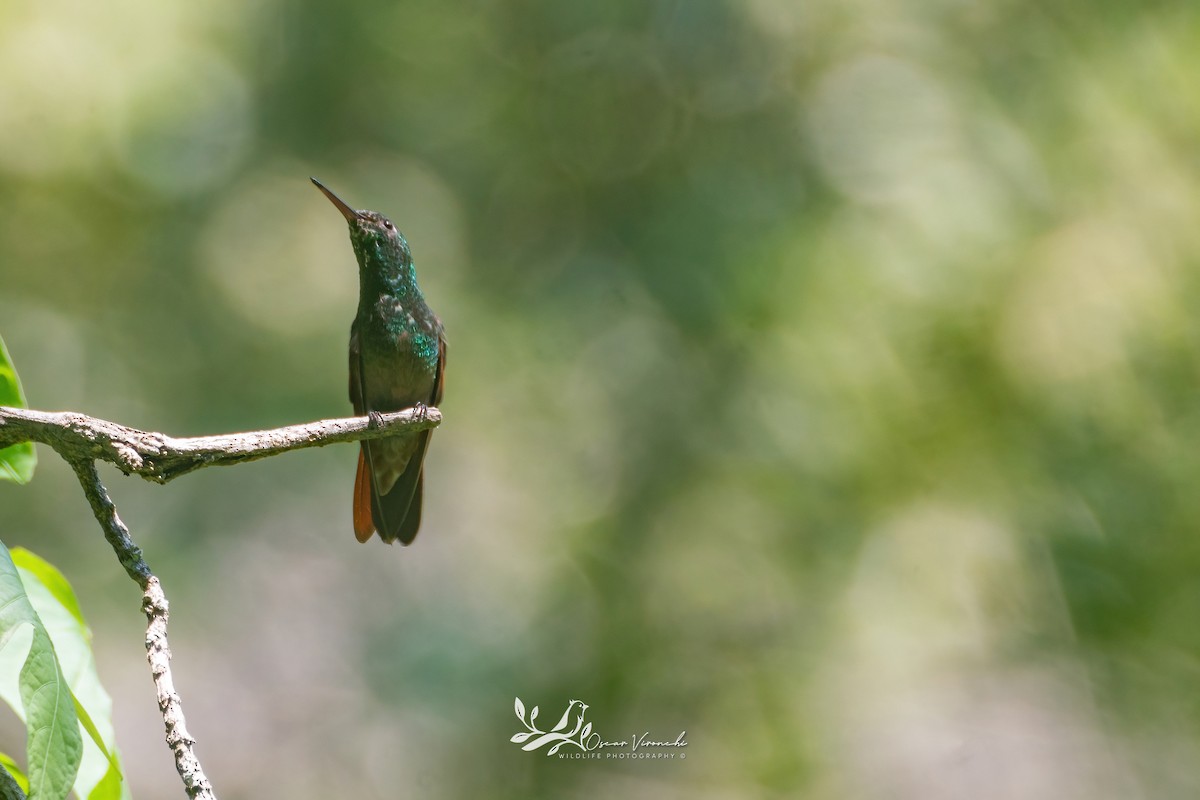 Berylline Hummingbird - Óscar Vironchi