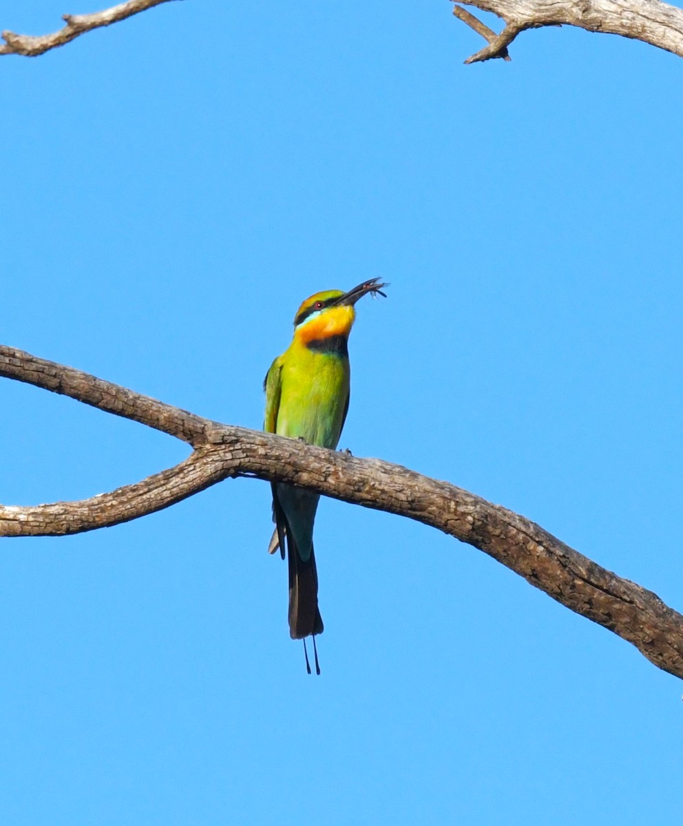 Rainbow Bee-eater - Robert Anderson