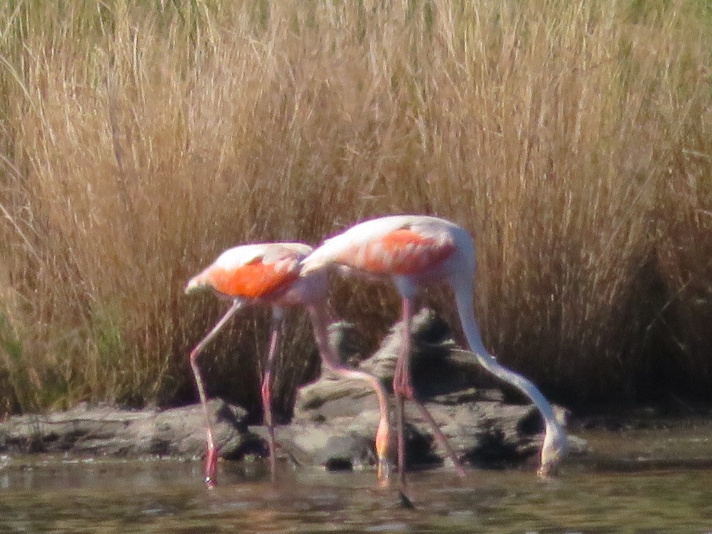American Flamingo - Cathy Cornelius