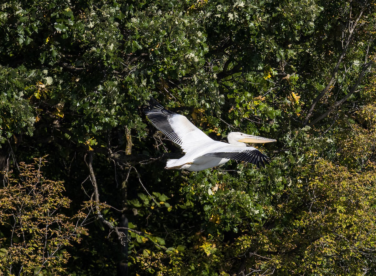 American White Pelican - ML609506947