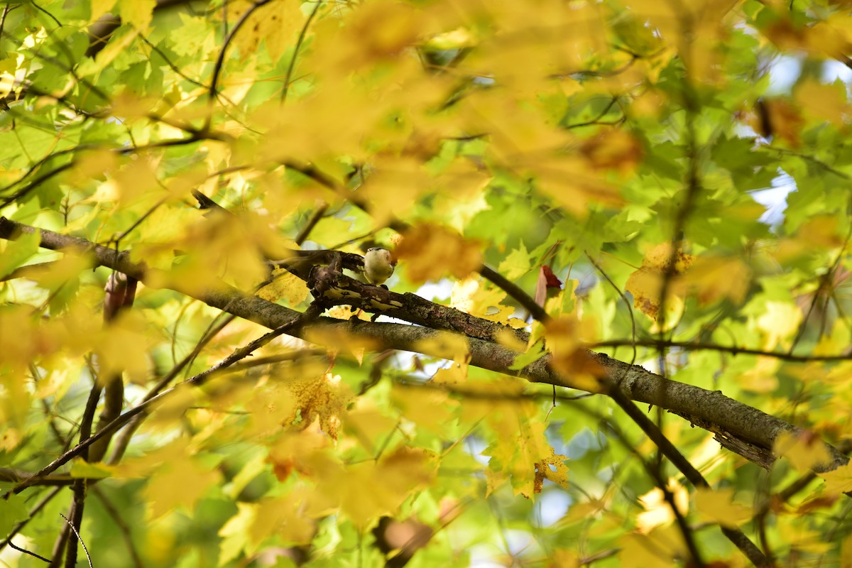 White-breasted Nuthatch - ML609506992