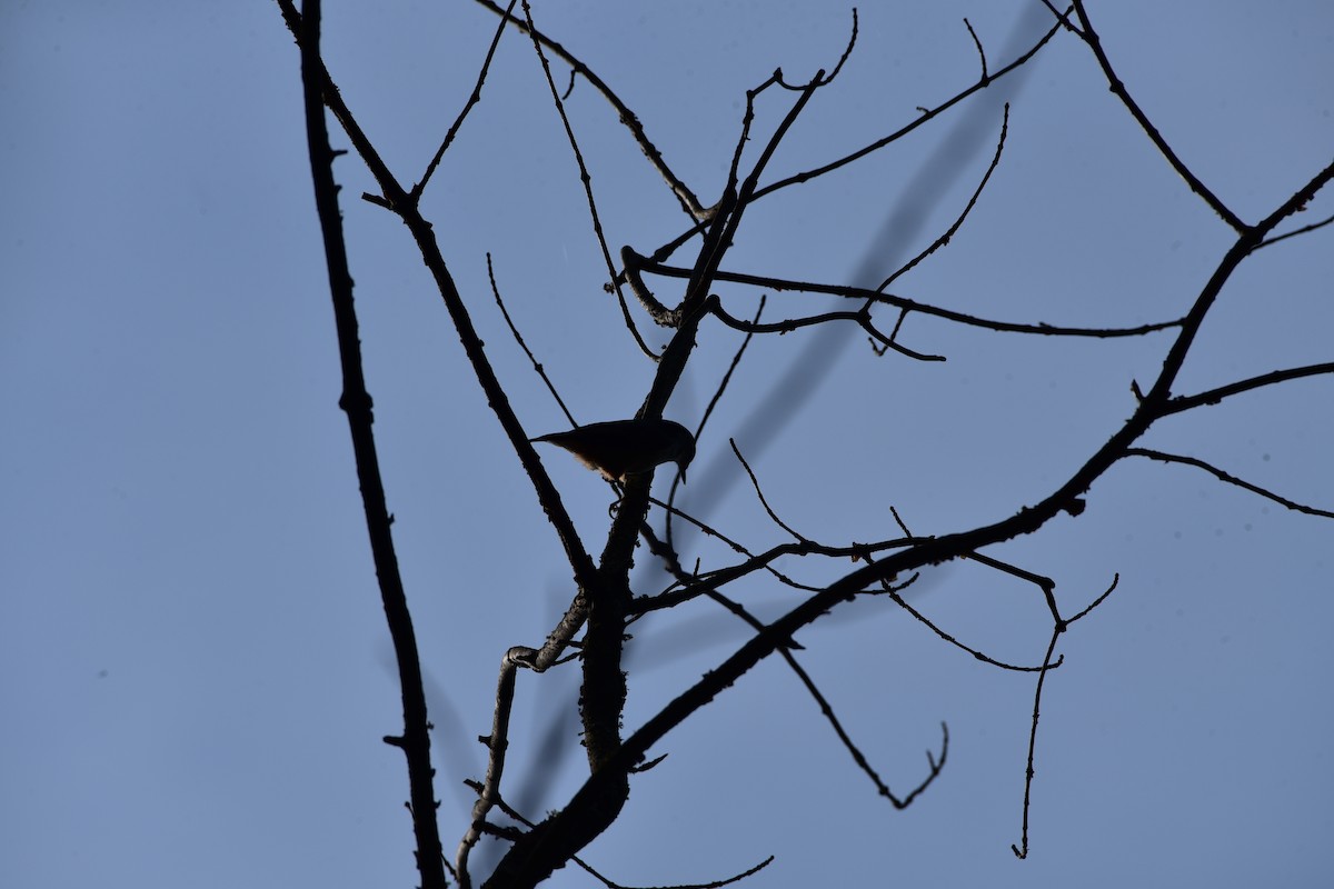 White-breasted Nuthatch - ML609506993