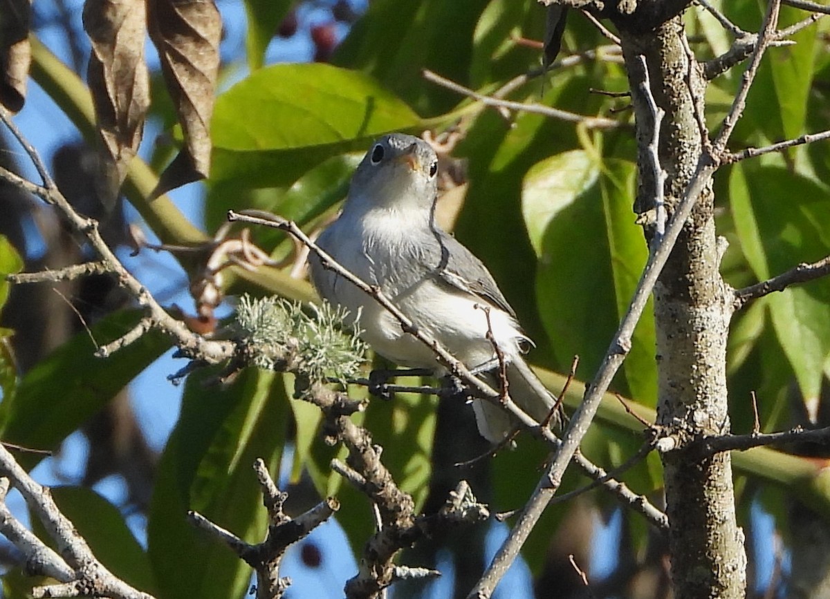 Blue-gray Gnatcatcher - ML609507004