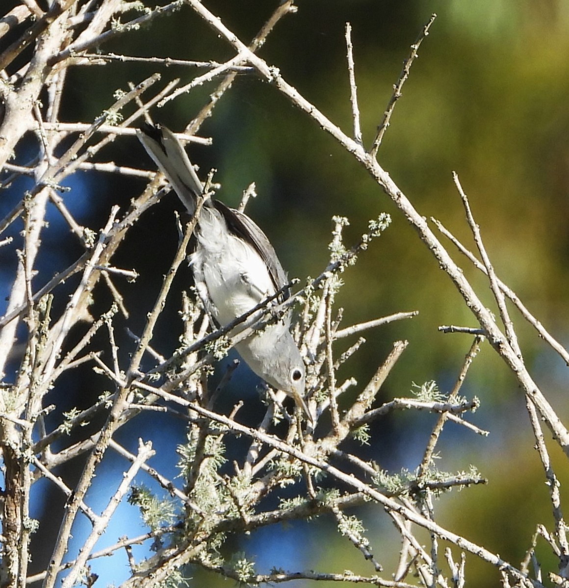 Blue-gray Gnatcatcher - ML609507005