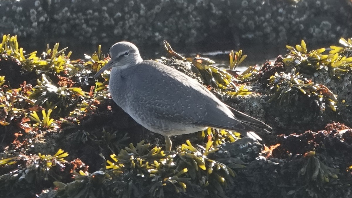 Wandering Tattler - ML609507009