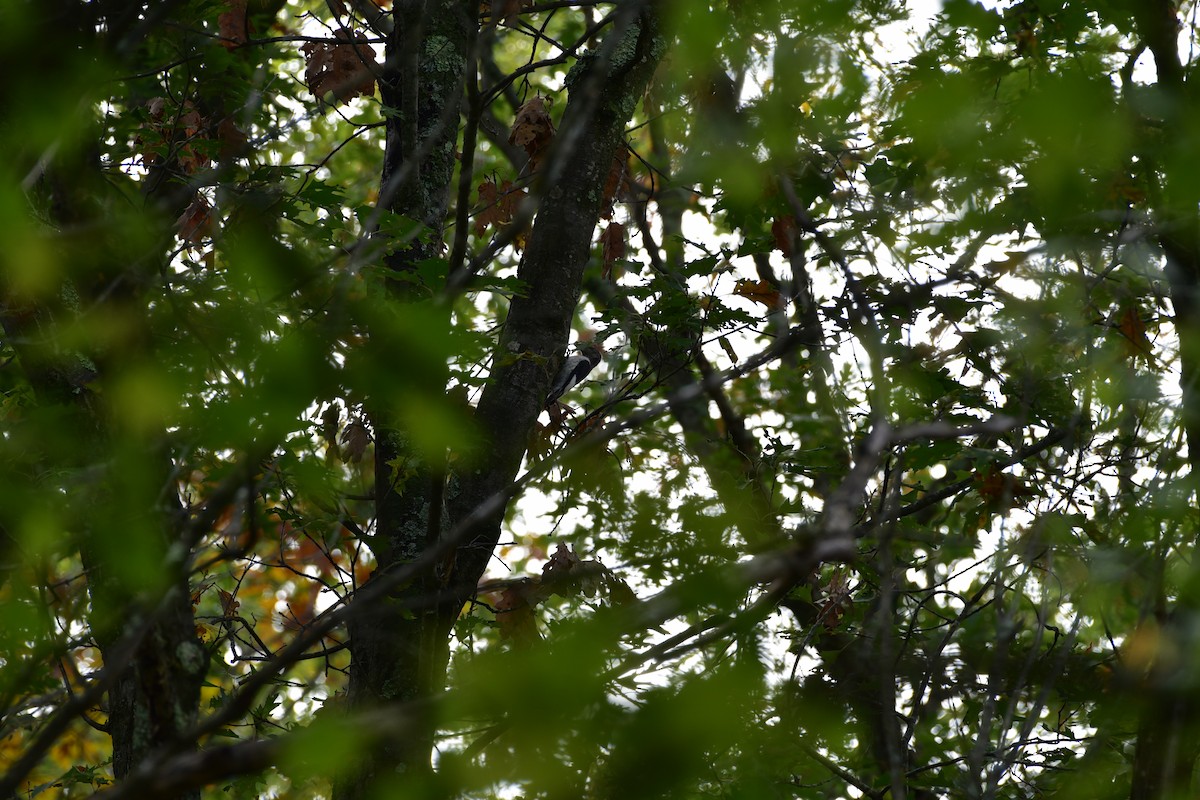 Red-headed Woodpecker - ML609507025