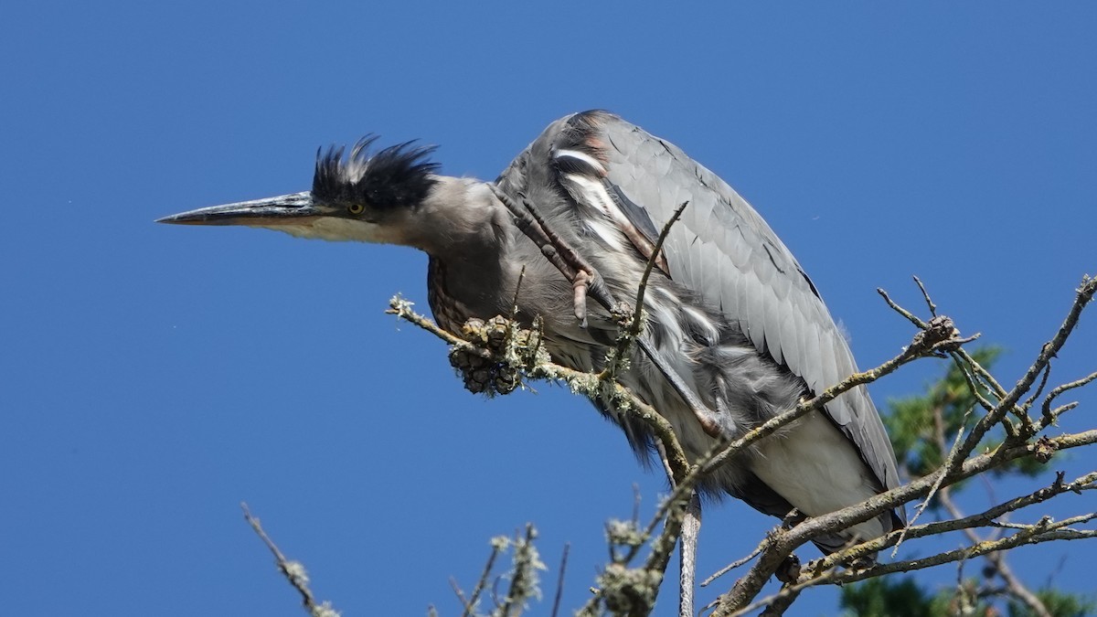 Great Blue Heron - Jana Lagan