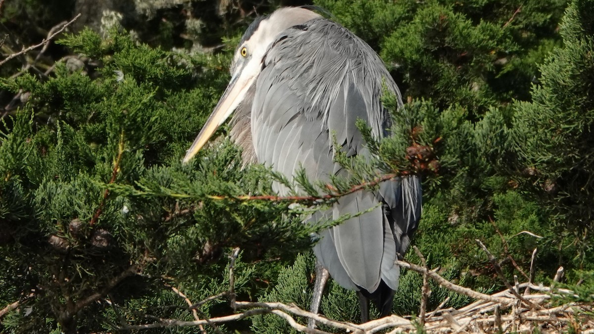 Great Blue Heron - Jana Lagan