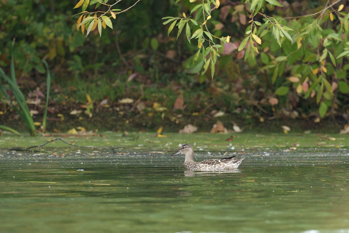 Blue-winged Teal - Brock Gunter-Smith