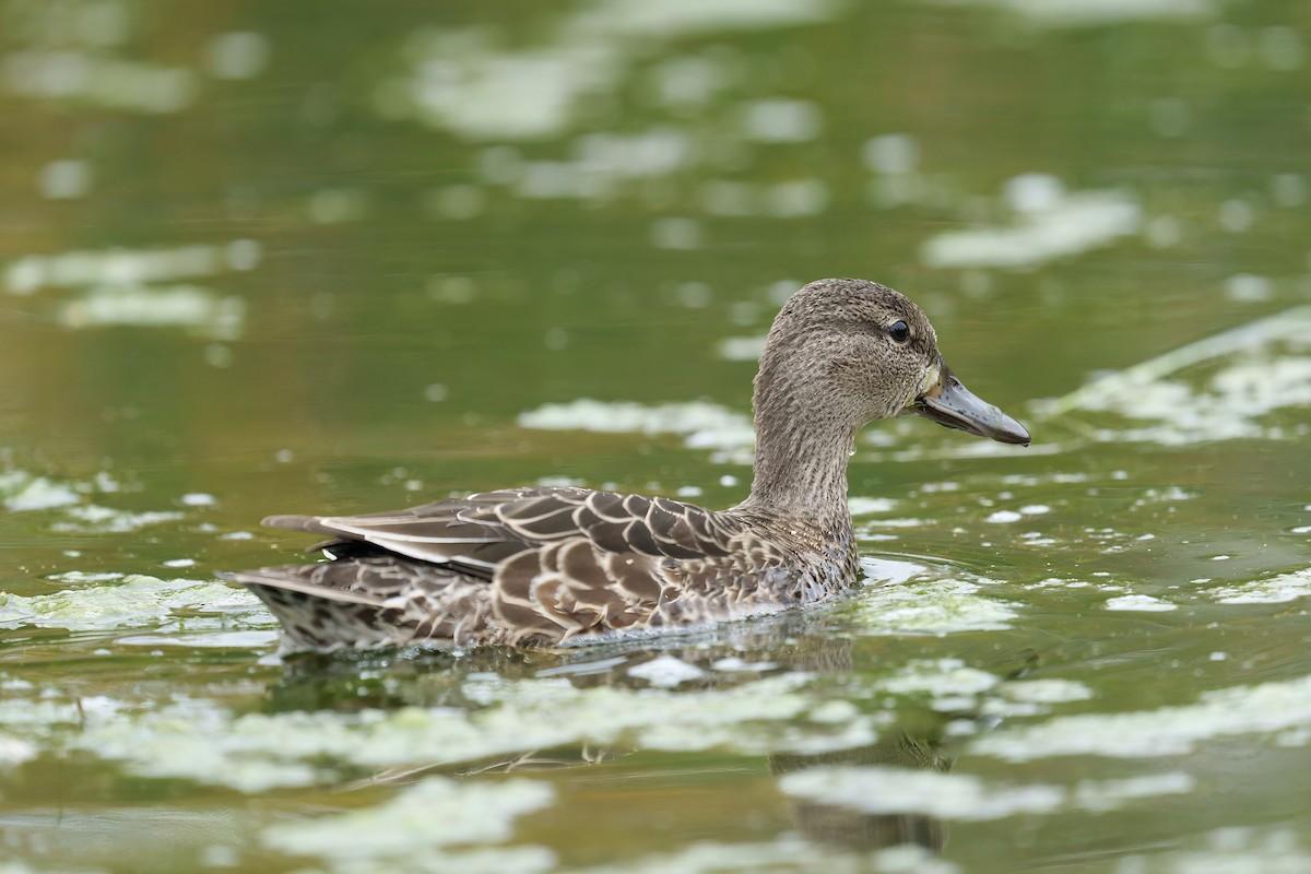 Blue-winged Teal - Brock Gunter-Smith