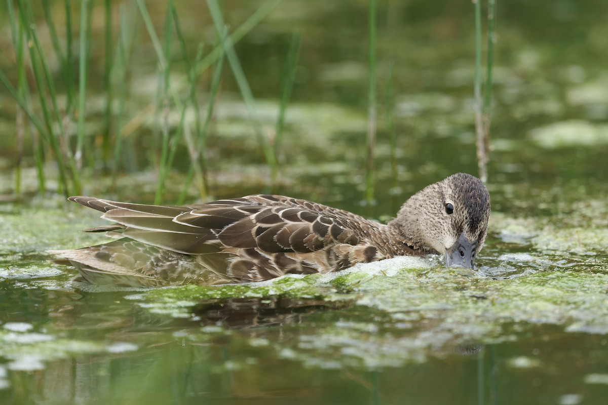 Blue-winged Teal - ML609507051