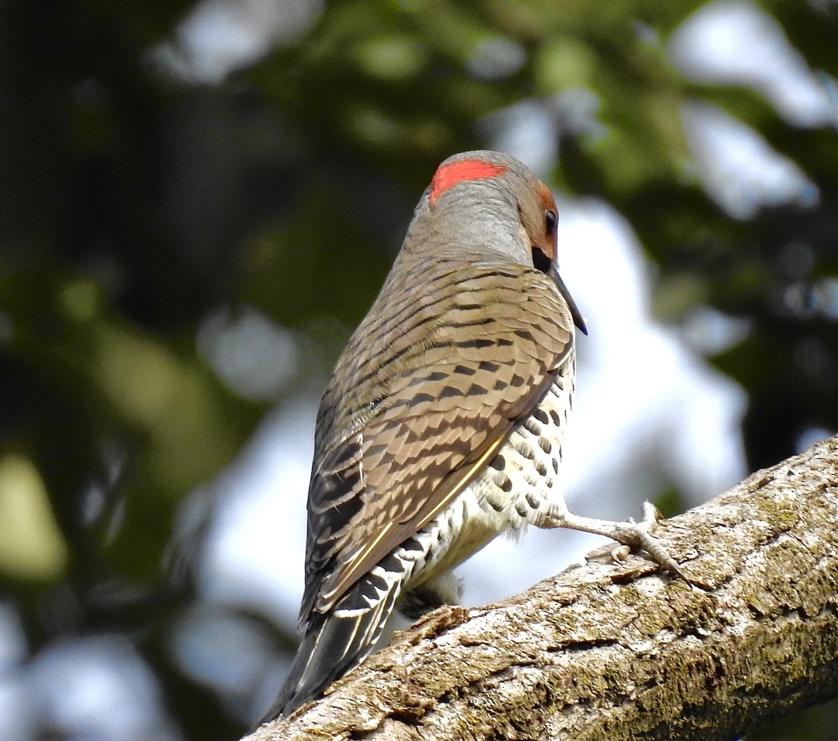 Northern Flicker - ML609507063