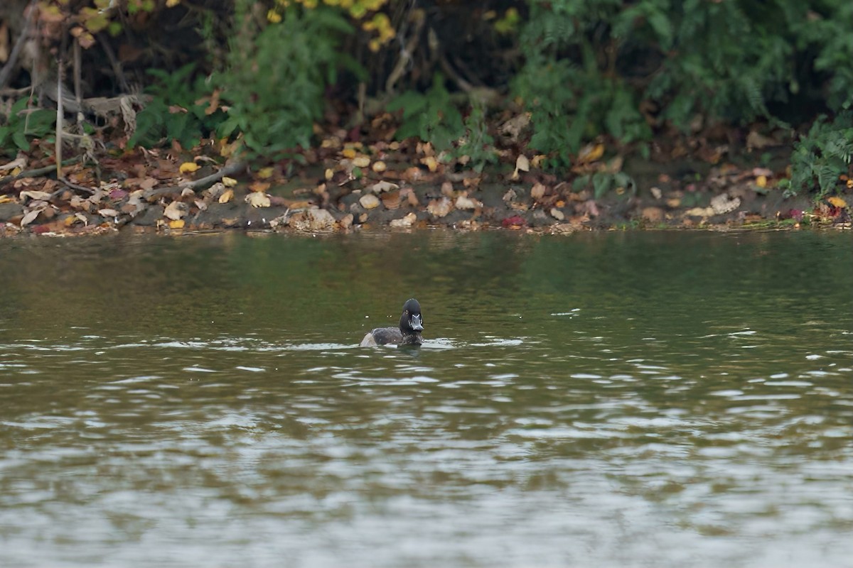 Ring-necked Duck - ML609507112