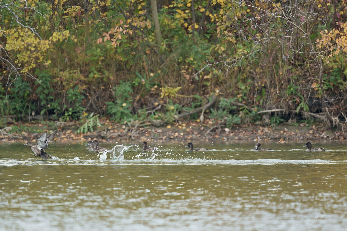 Ring-necked Duck - Brock Gunter-Smith