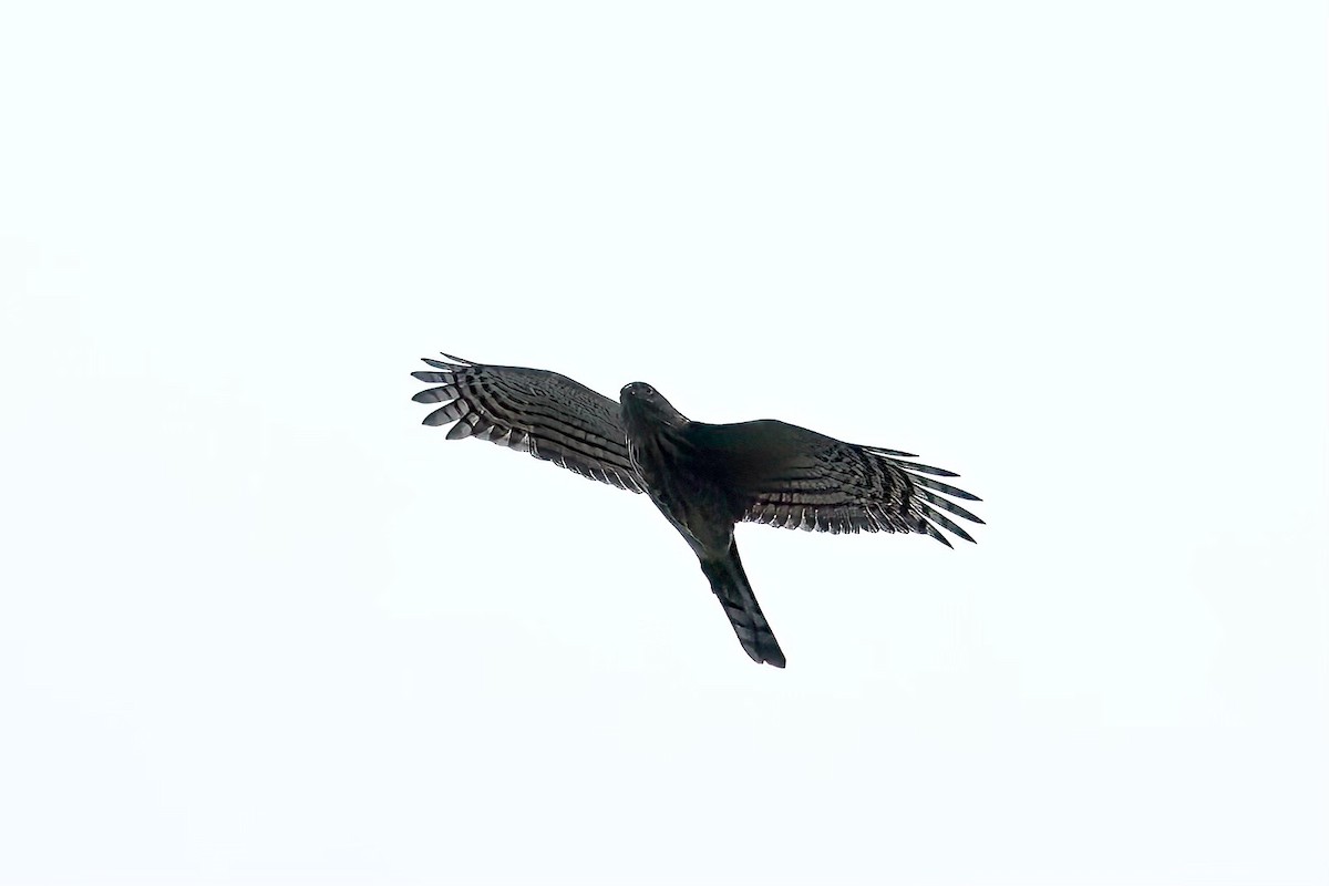 Sharp-shinned Hawk - ML609507157