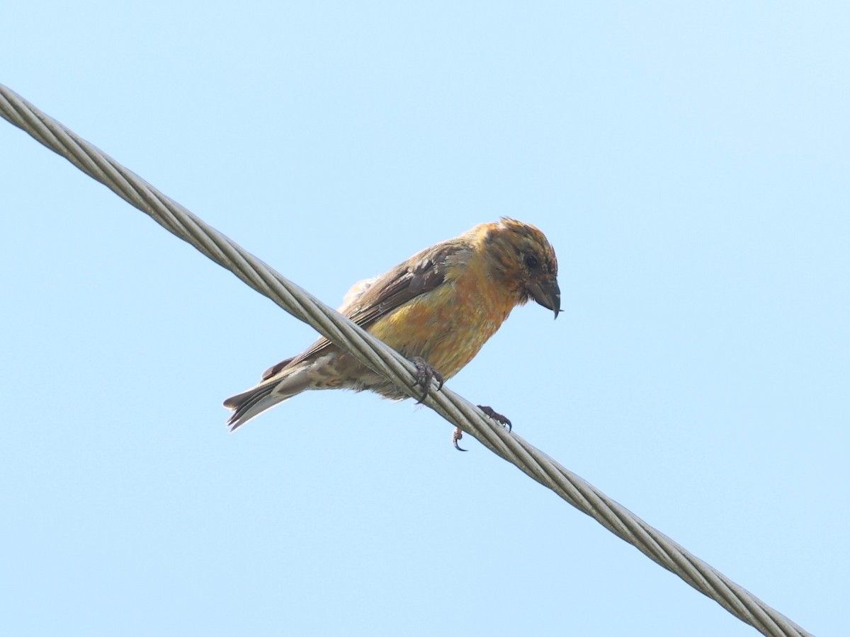Red Crossbill - Suan Yong