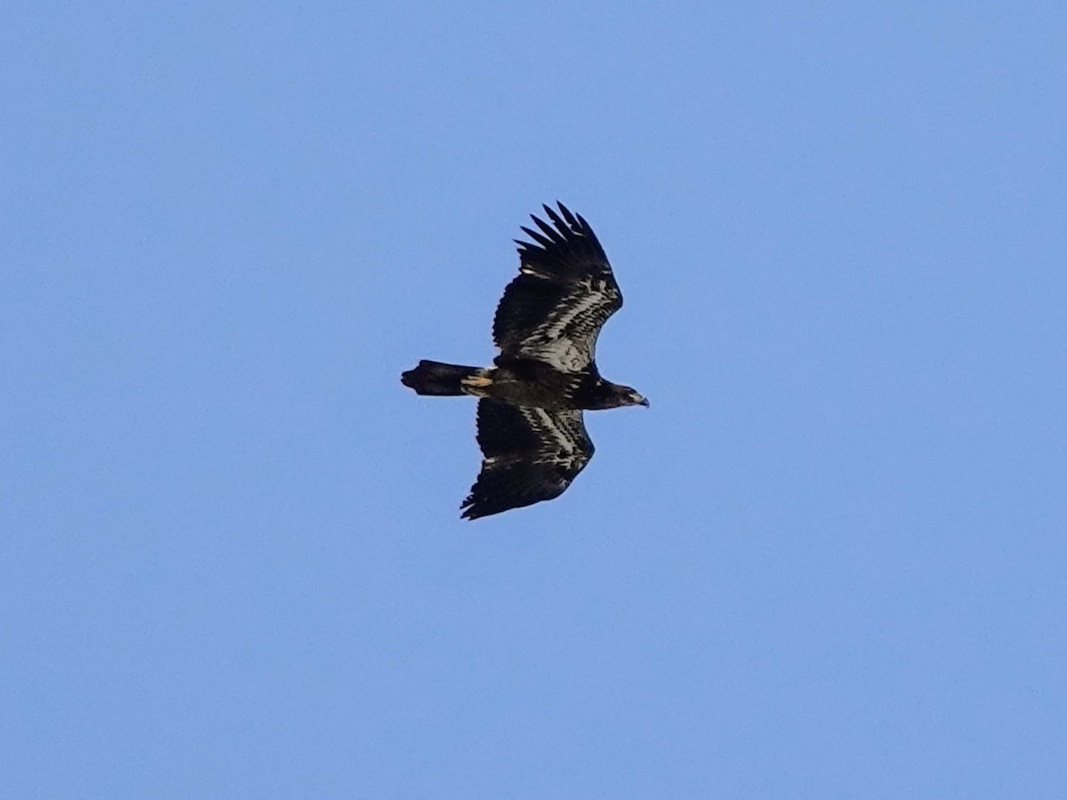 Bald Eagle - ML609507311