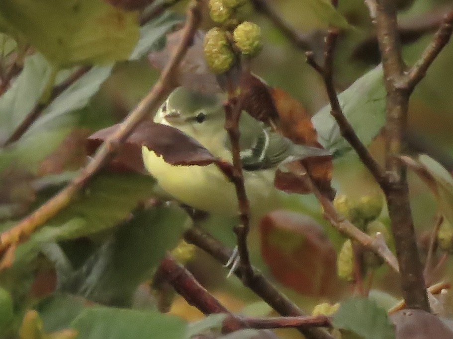 Cerulean Warbler - ML609507316