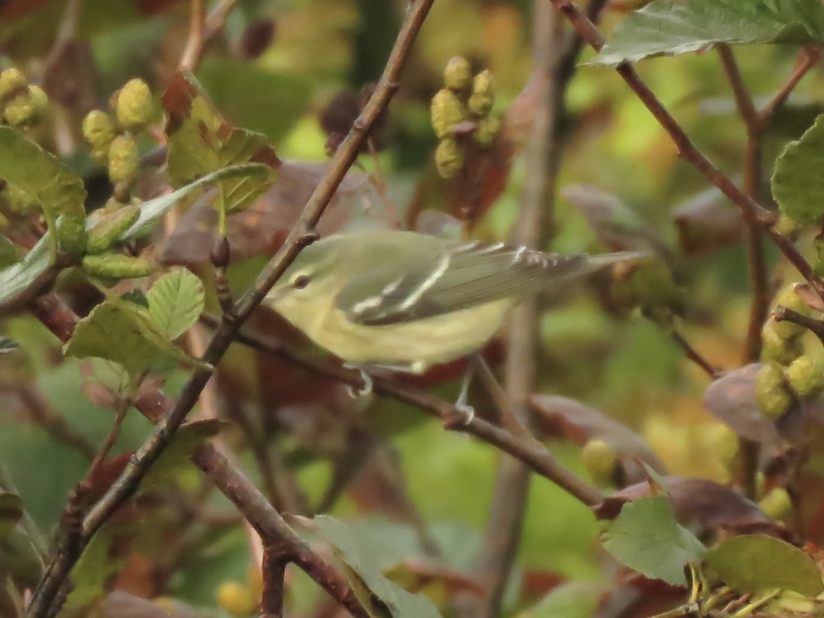 Cerulean Warbler - ML609507317