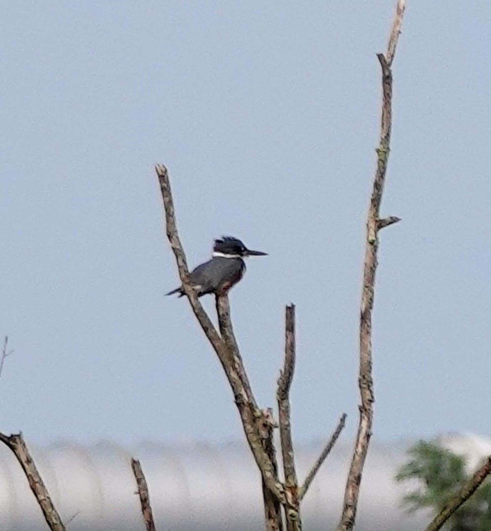 Belted Kingfisher - Celeste Echlin